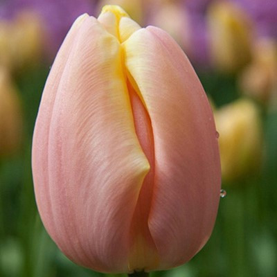 Tulipa 'Mango Charm'
