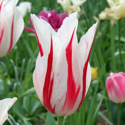 Tulipa 'Marilyn'