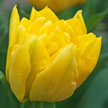 Tulipa 'Marie Jo'