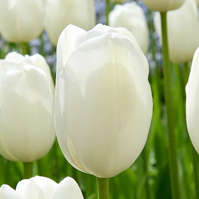 Tulipa 'Maureen'