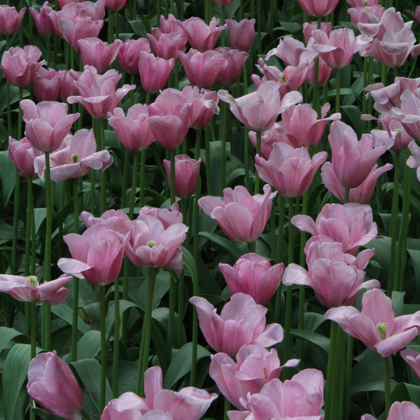 Tulipa 'Mistress'