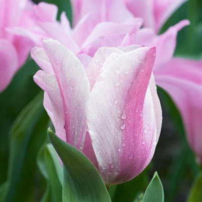 Tulipa 'Mistress Mystic'