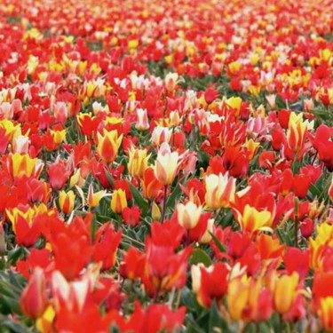 Tulipa Mixed Peacock Varieties