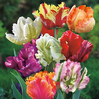 Tulipa Mixed Parrot Varieties