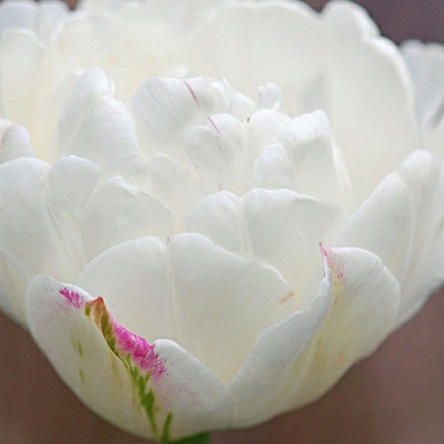 Tulipa 'Mondial'