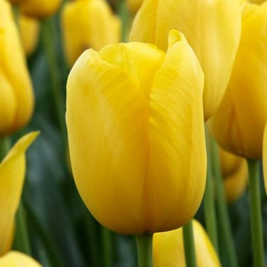 Tulipa 'Muscadet'