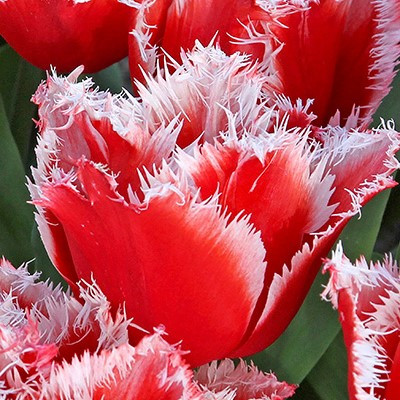 Tulipa 'New Santa'