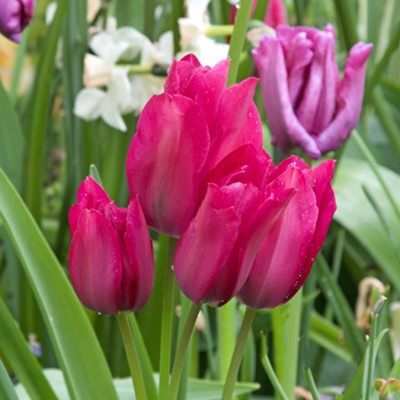 Tulipa 'Night Club'