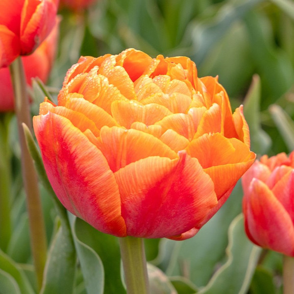 Tulipa 'Orange Flavour'