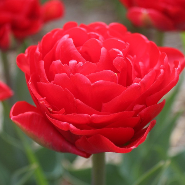 Tulipa 'Pamplona'