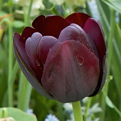 Tulipa 'Paul Scherer'