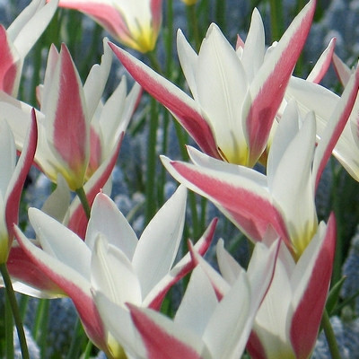 Tulipa 'Peppermintstick'