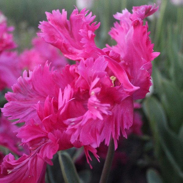 Tulipa 'Power Parrot'