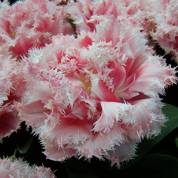 Tulipa 'Queensland'