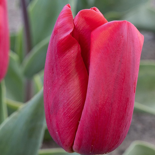 Tulipa 'Red Paradise'