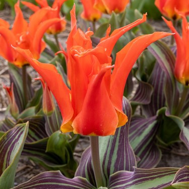 Tulipa 'Rigas Barikades'