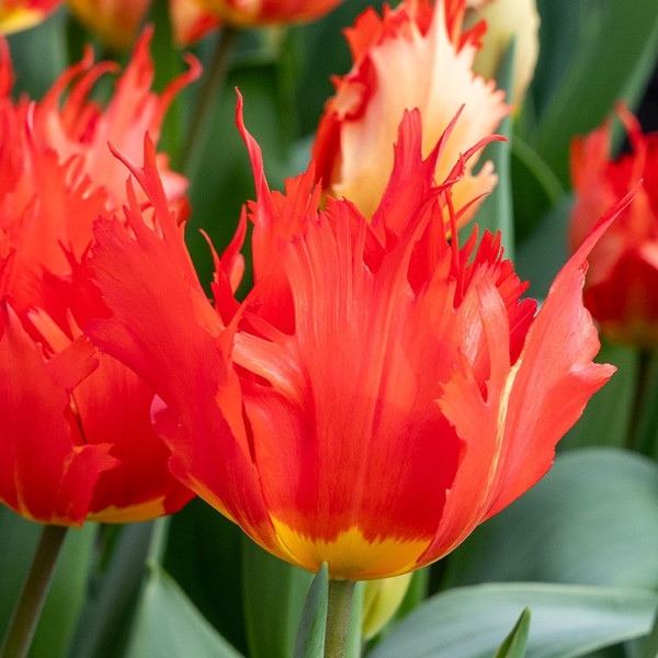 Tulipa 'Robbedoes'