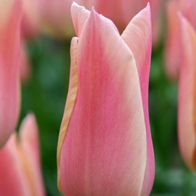 Tulipa 'Sanne'