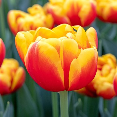 Tulipa 'Shell'