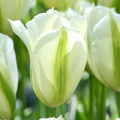 Tulipa 'Spring Green'