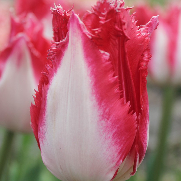 Tulipa 'Sweet Simone'