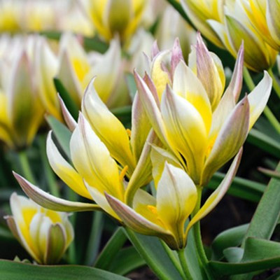 Tulipa tarda
