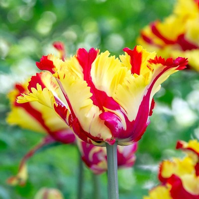 Tulipa 'Texas Flame'