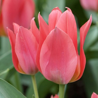Tulipa 'Toronto'