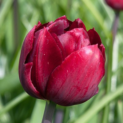 Tulipa 'Uncle Tom'