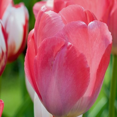 Tulipa 'Van Eijk'