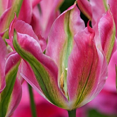 Tulipa 'Virichic'