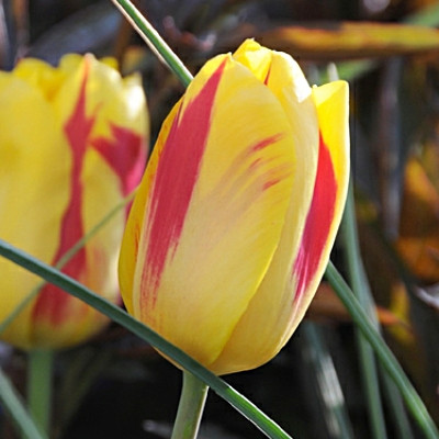 Tulipa 'Washington'