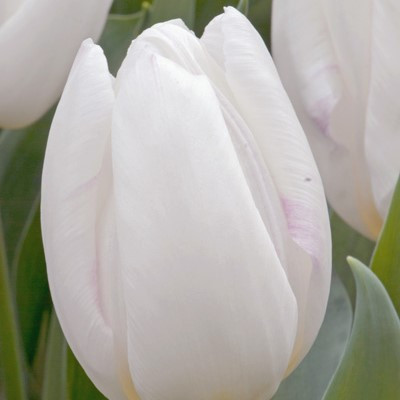 Tulipa 'White Prince'