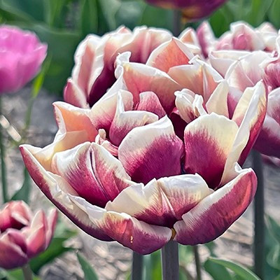 Tulipa 'Wyndham'