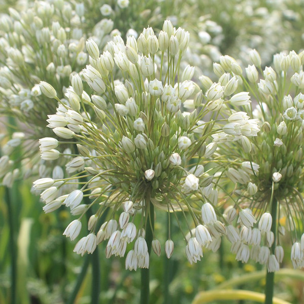 Allium convallaroides White Form