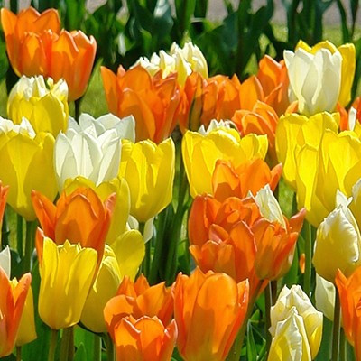 Colour Combinations  - Imperial Friends