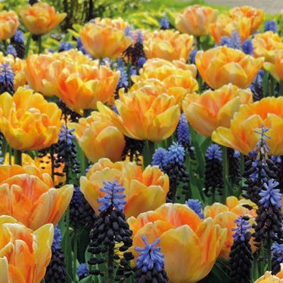 Colour Combinations  - Magnificent Duo