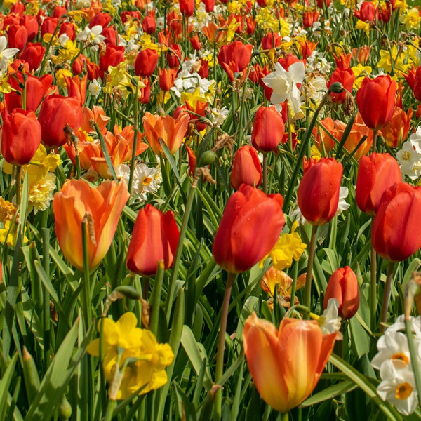 Naturalising Mixes  - Floriade