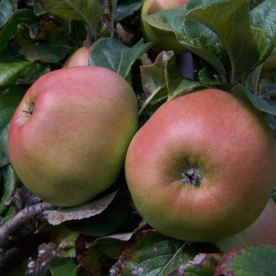 Apple - Alfriston