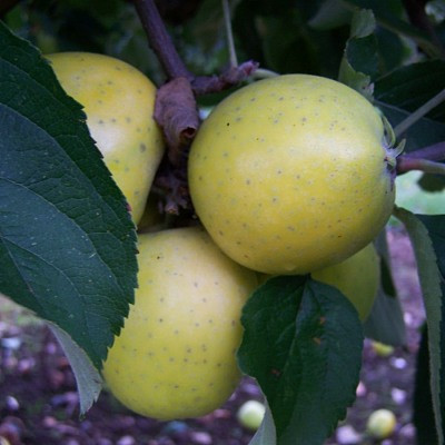 Apple - Ananas Reinette