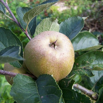 Apple - Ashmead's Kernel