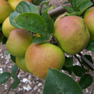 Apple - Baron Ward