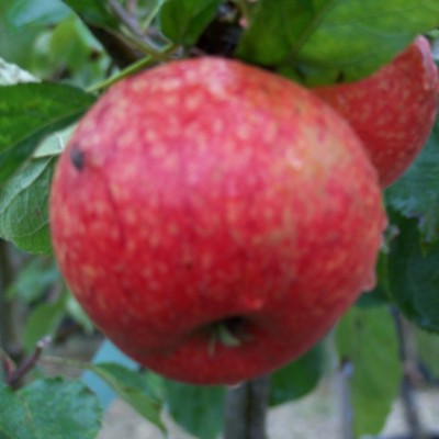 Apple - Beauty of Bath