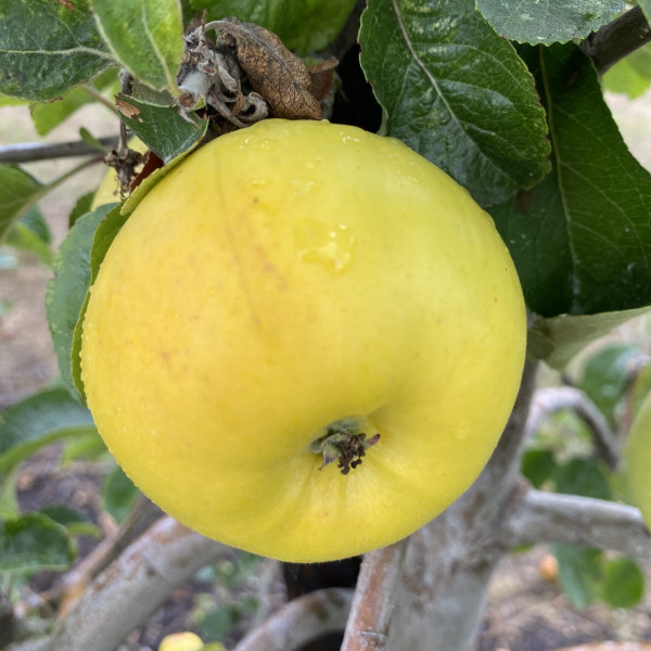 Apple - Beauty of Moray