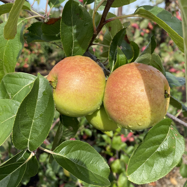 Apple - Belledge Pippin