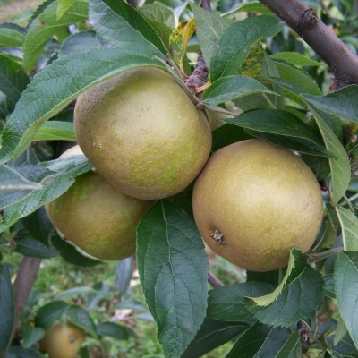 Apple - Brownlee's Russet