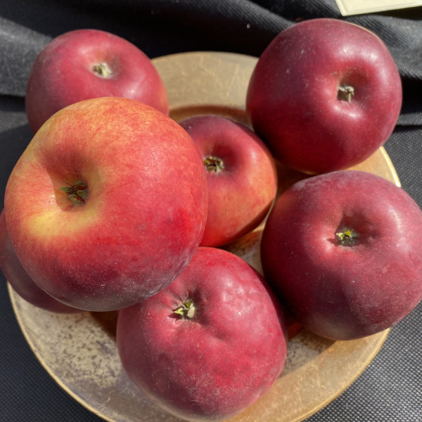 Apple - Burgundy