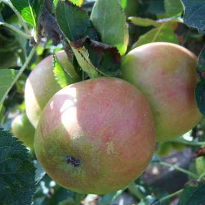 Apple - Claygate Pearmain