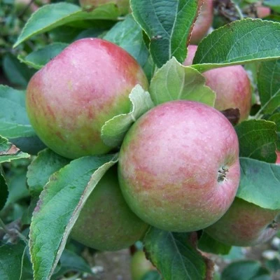 Apple - Crawley Beauty