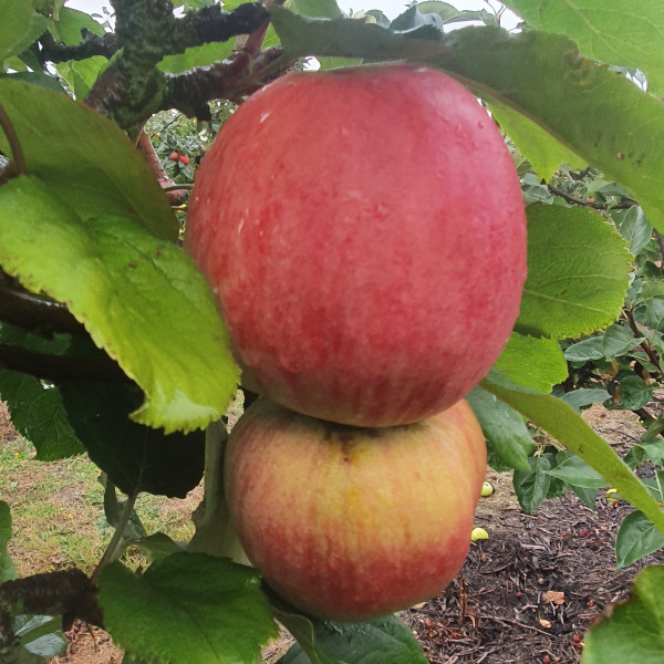 Apple - Cutler Grieve